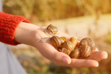 Salyangoz çiftliğinde çalışan işçi, yakın plan.