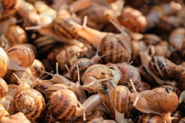 Çiftlikte çok salyangoz var.