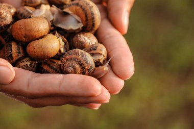 Salyangoz çiftliğinde çalışan işçi, yakın plan.