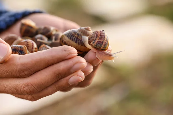 Worker Snail Farm Closeup — Stock Photo, Image