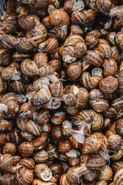 Many Snails Background Top View — Stock Photo, Image