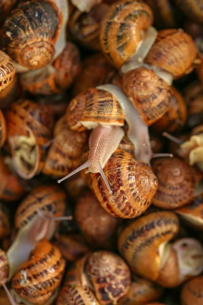 Many Snails Background Top View — Stock Photo, Image