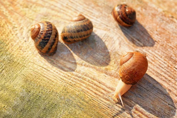 Many Snails Wooden Background — Stock Photo, Image