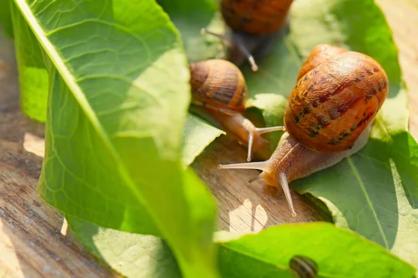 Snails Green Leaves Outdoors — Stock Photo, Image