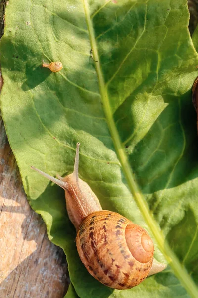 Snail Green Leaf Outdoors — Stock Photo, Image