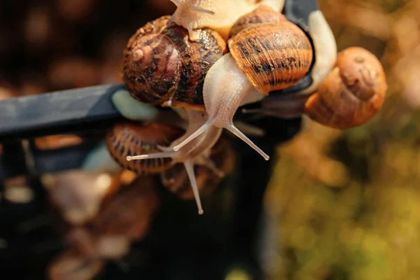 Box Snails Farm — Stock Photo, Image