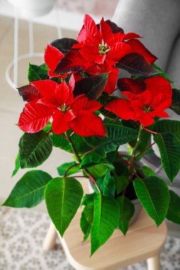 Yılbaşı çiçekleri odanın içindeki masada, yakın plan.