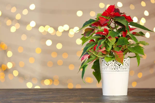 Natal Poinsettia Planta Mesa Contra Luzes Embaçadas — Fotografia de Stock
