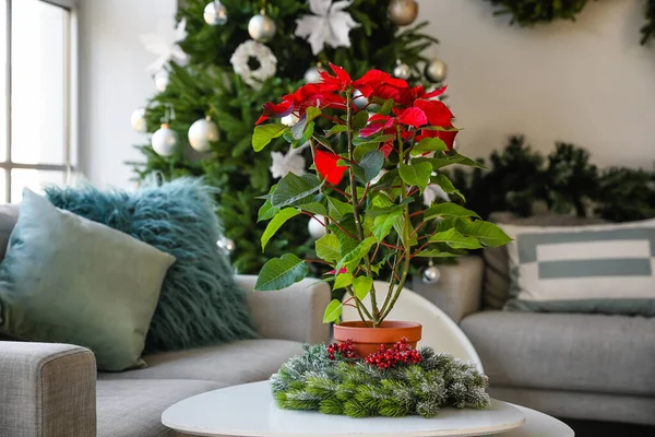 Christmas Plant Poinsettia Table Interior Room — Stock Photo, Image