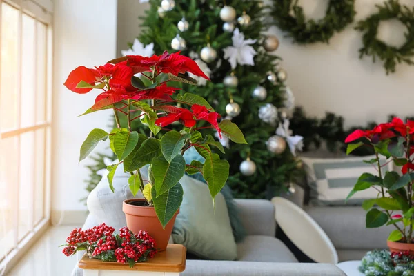 Christmas Plant Poinsettia Table Interior Room — Stock Photo, Image