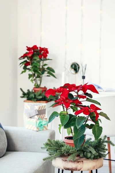 Christmas Plant Poinsettia Table Interior Room — Stock Photo, Image