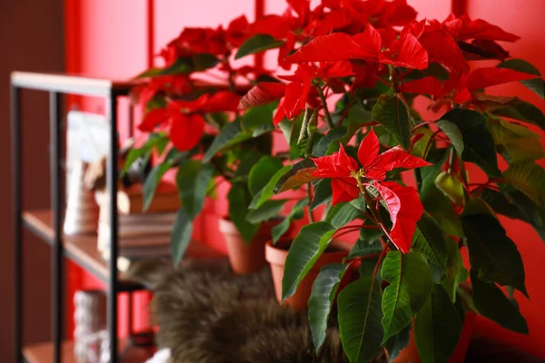 Christmas Plants Poinsettia Interior Room — Stock Photo, Image