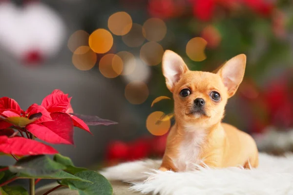 Lindo Perro Pequeño Con Poinsettia Casa Víspera Navidad —  Fotos de Stock
