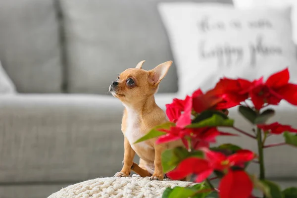 Cão Pequeno Bonito Com Poinsettia Casa Véspera Natal — Fotografia de Stock