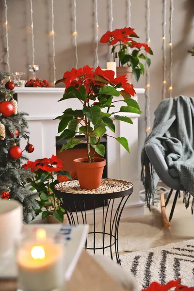 Рождественские Растения Интерьере Комнаты — стоковое фото