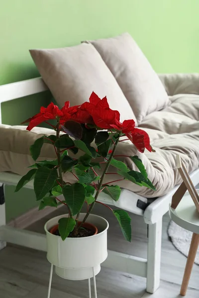 クリスマスの植物のポインセチアとソファの部屋のインテリア — ストック写真