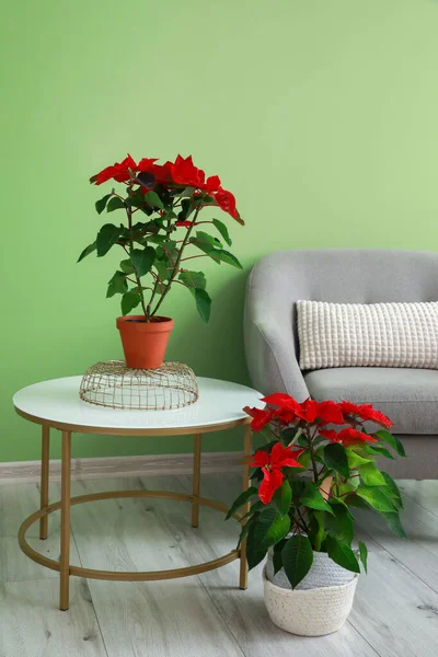Christmas Plants Poinsettia Armchair Interior Room — Stock Photo, Image