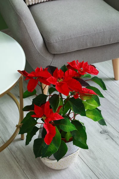 Poinsettia Impianto Natale Interno Camera — Foto Stock