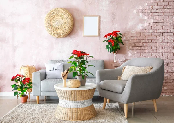 Stylish Interior Room Poinsettia Plants — Stock Photo, Image