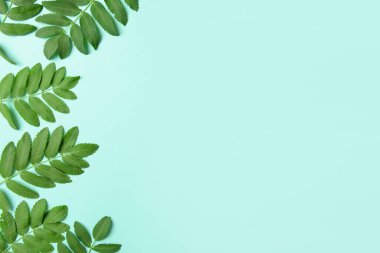 Yeşil rowan renk arkaplanında bırakır