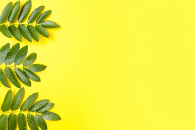 Yeşil rowan renk arkaplanında bırakır