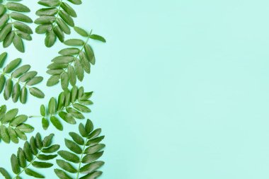 Yeşil rowan renk arkaplanında bırakır