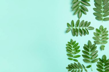 Yeşil rowan renk arkaplanında bırakır