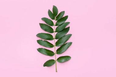 Renkli arkaplanda yeşil rowan dalı