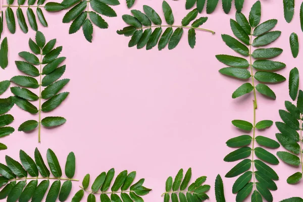 Arkaplanda Yeşil Rowan Yapraklarından Yapılmış Çerçeve — Stok fotoğraf