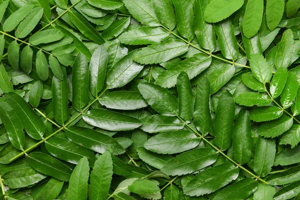 Groene Lijsterbes Bladeren Als Achtergrond — Stockfoto