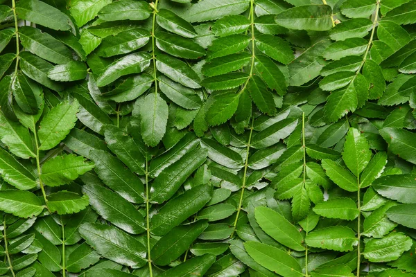 Green Rowan Leaves Background — Stock Photo, Image