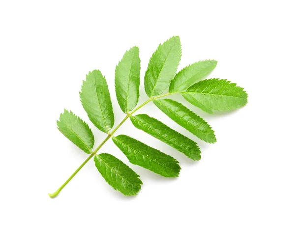 Green Rowan Branch White Background — Stock Photo, Image