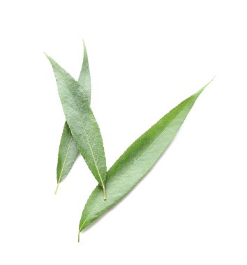 Beyaz arkaplanda yeşil osier yaprakları