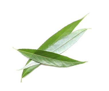 Beyaz arkaplanda yeşil osier yaprakları