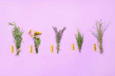 Renk arkaplanında farklı bitkiler içeren kompozisyon