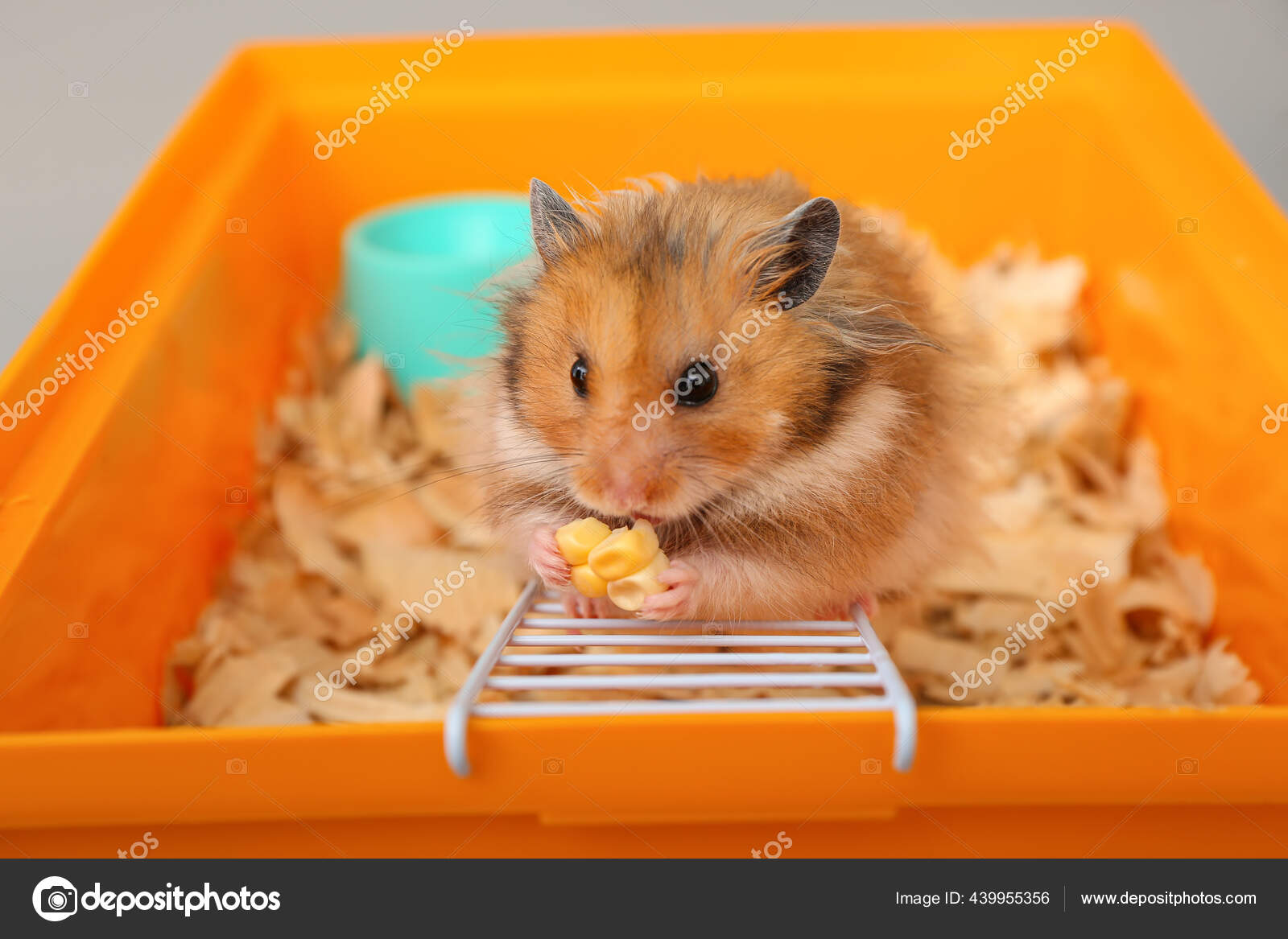 hamster eating corn