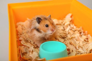 Funny hamster in box on light background clipart