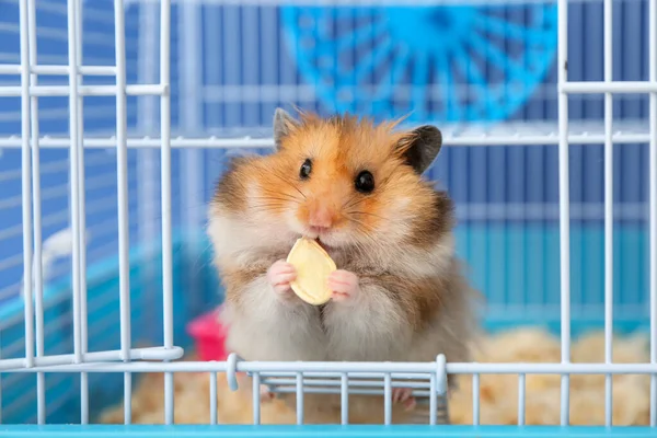 Funny Hamster Eating Seed Cage Color Background — Stock Photo, Image