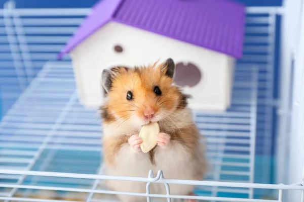 Funny Hamster Cage Color Background — Stock Photo, Image