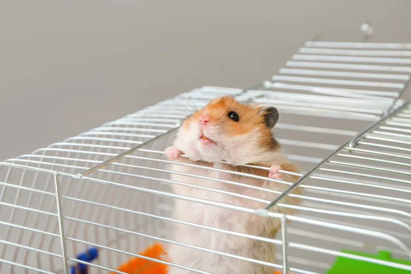 Grappige Hamster Kijkt Uit Kooi Lichte Achtergrond — Stockfoto