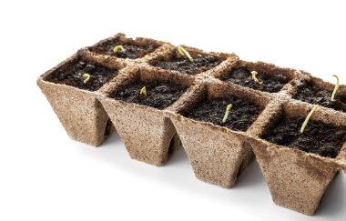 Topraklı turba tencereleri ve beyaz arka planda yeşil filizler.