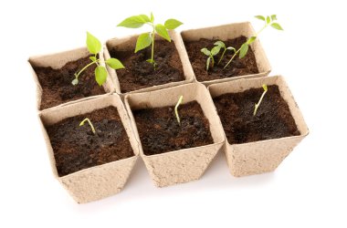 Topraklı turba tencereleri ve beyaz arka planda yeşil filizler.