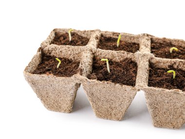 Topraklı turba tencereleri ve beyaz arka planda yeşil filizler.