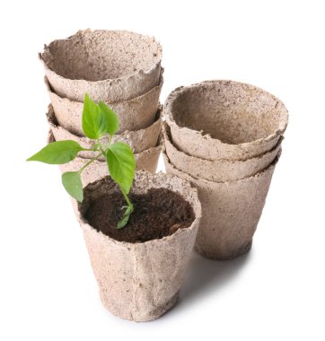 Topraklı turba tencereleri ve beyaz arka planda yeşil filizler.