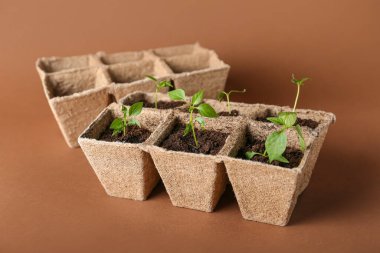 Topraklı turba tencereleri ve arka planda yeşil fideler