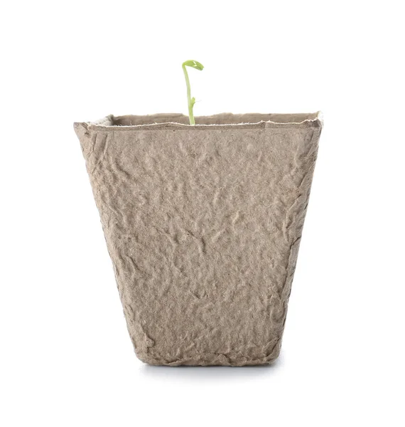 Turf Pot Met Bodem Groene Zaailing Witte Achtergrond — Stockfoto