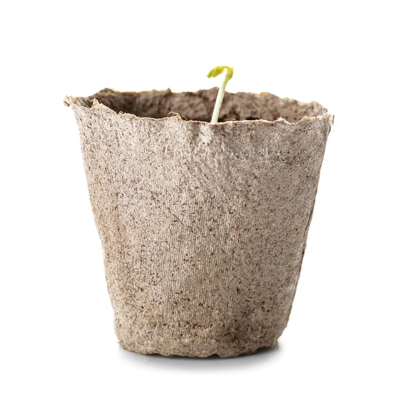 Turf Pot Met Bodem Groene Zaailing Witte Achtergrond — Stockfoto