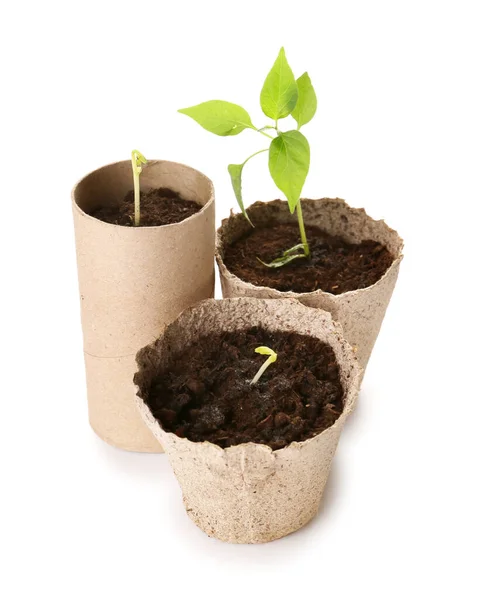 Peat Pots Soil Green Seedling White Background — Stock Photo, Image