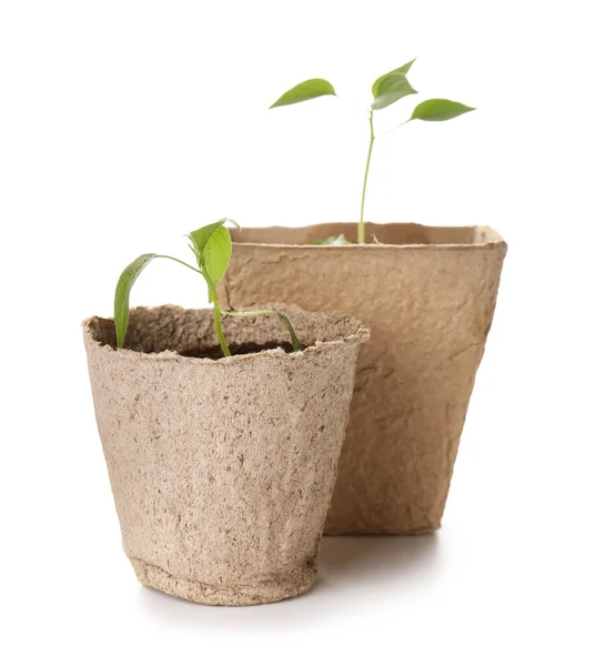 Peat Pots Soil Green Seedling White Background — Stock Photo, Image