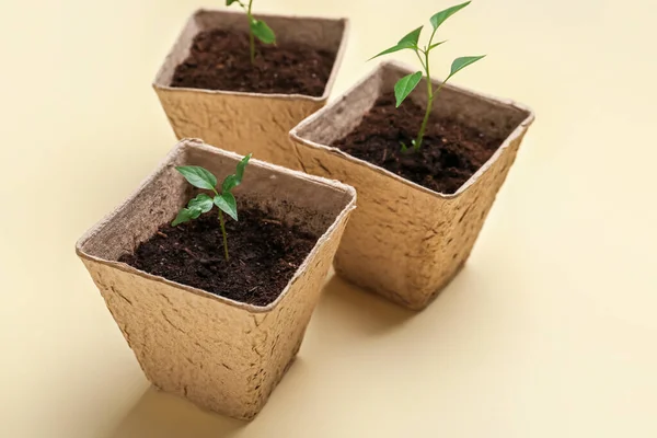 Peat Pots Soil Green Seedling Color Background — Stock Photo, Image